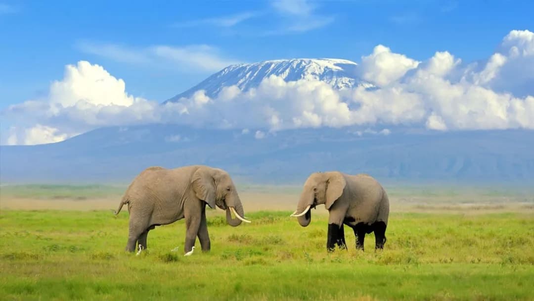 Under Kilimanjaro