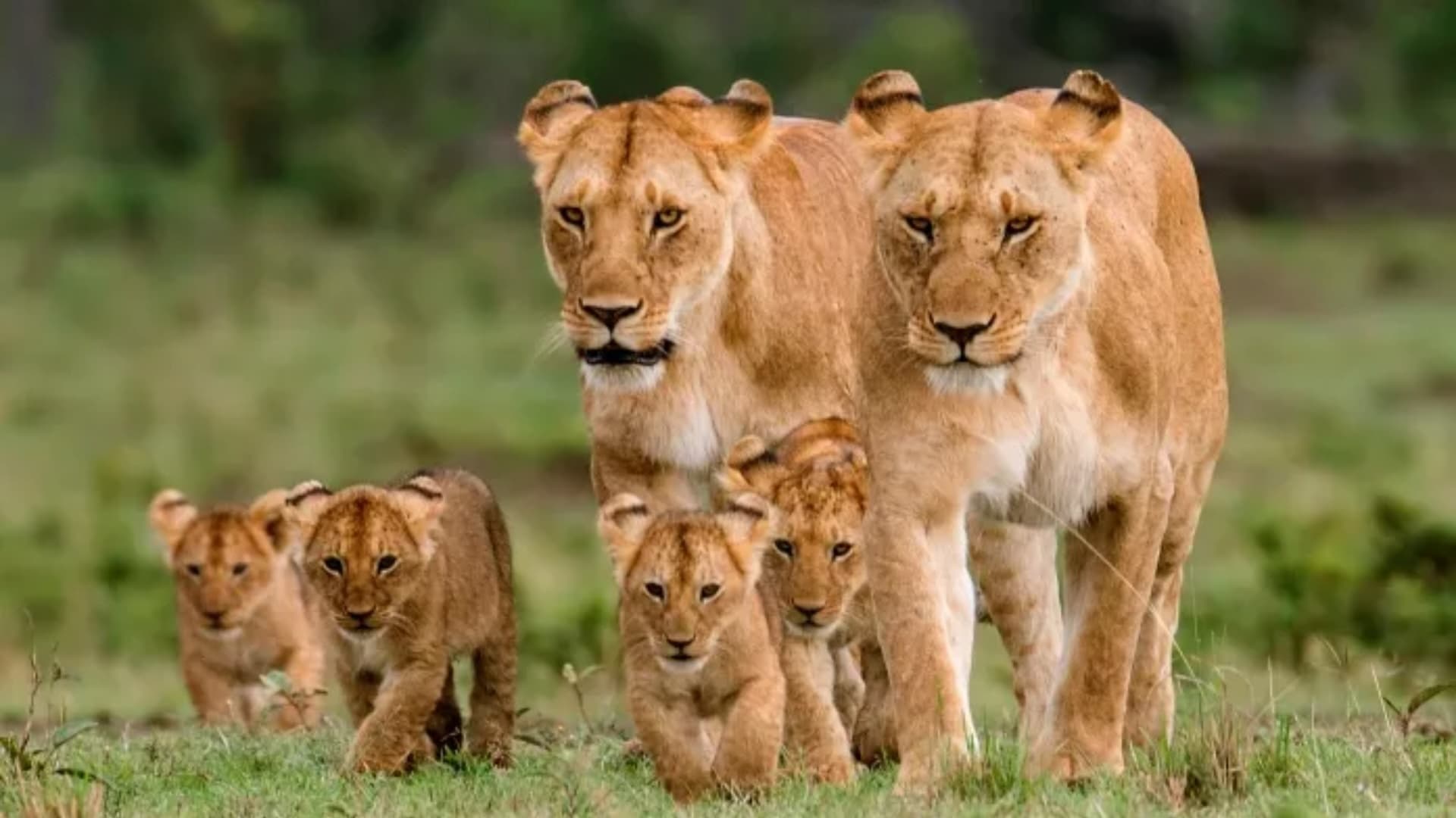Lion family in the savanna