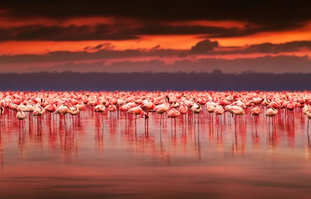 Pink flamingos on a Kenyan lake