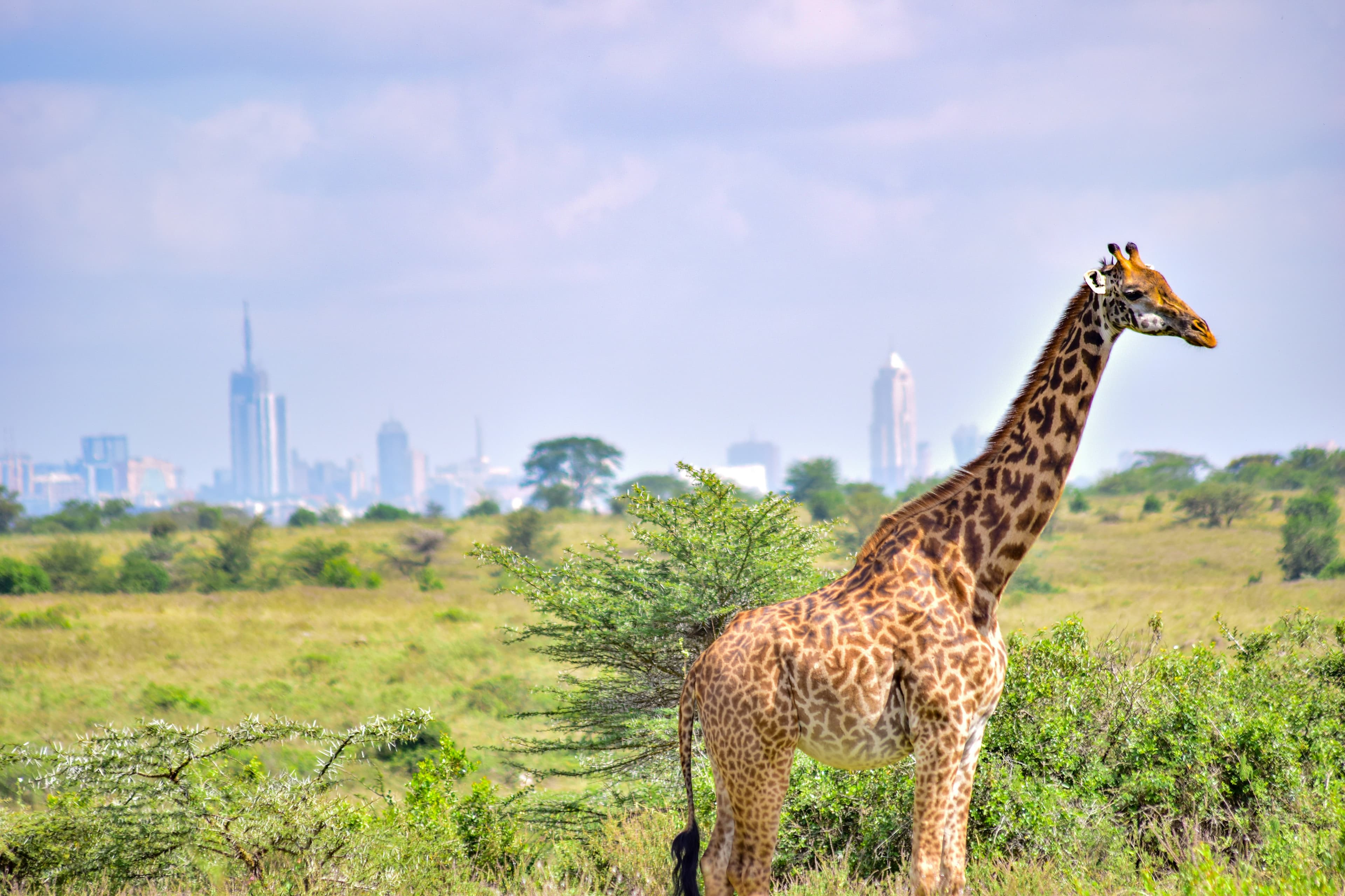 Nairobi National Park, giraffe