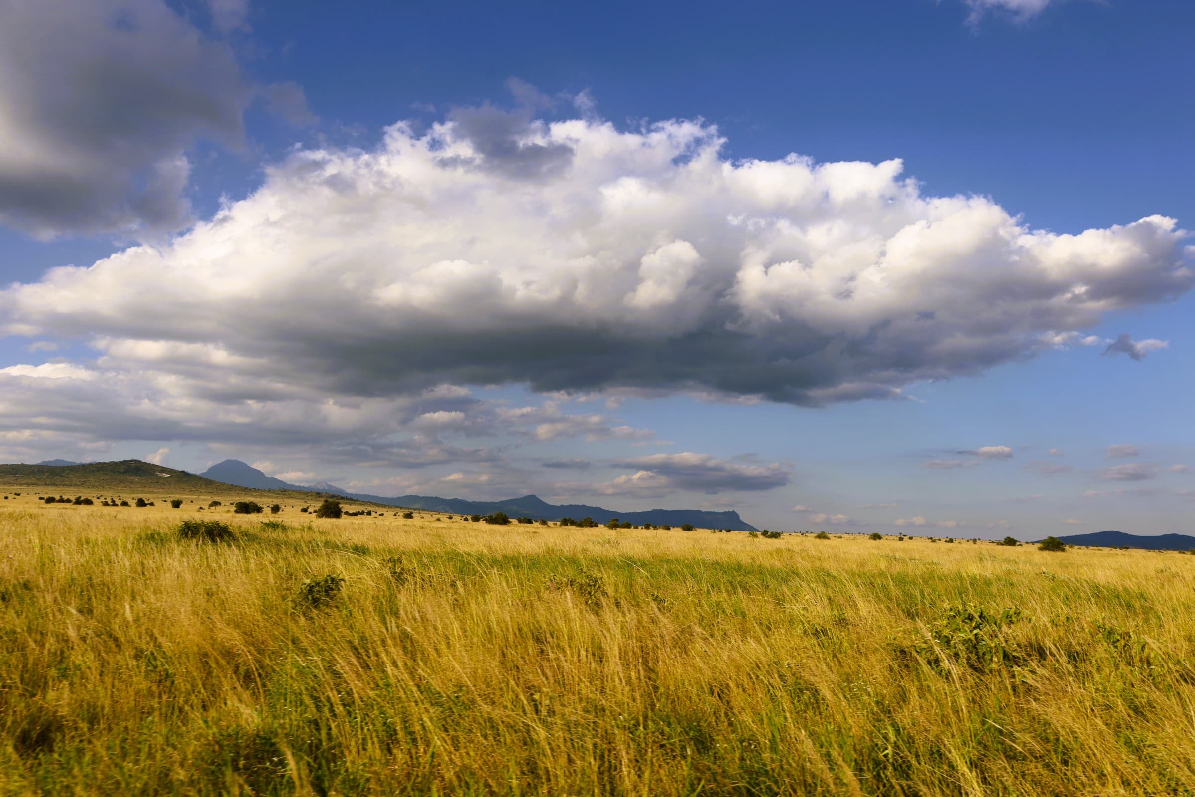 Kenya savanna at sunset