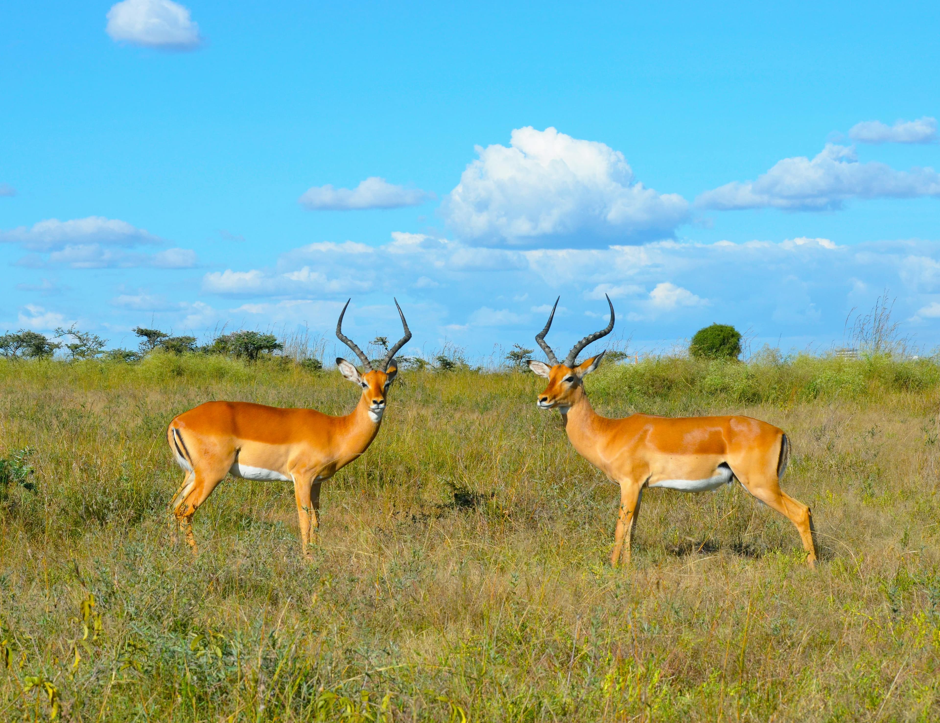 Springbok in Kenya