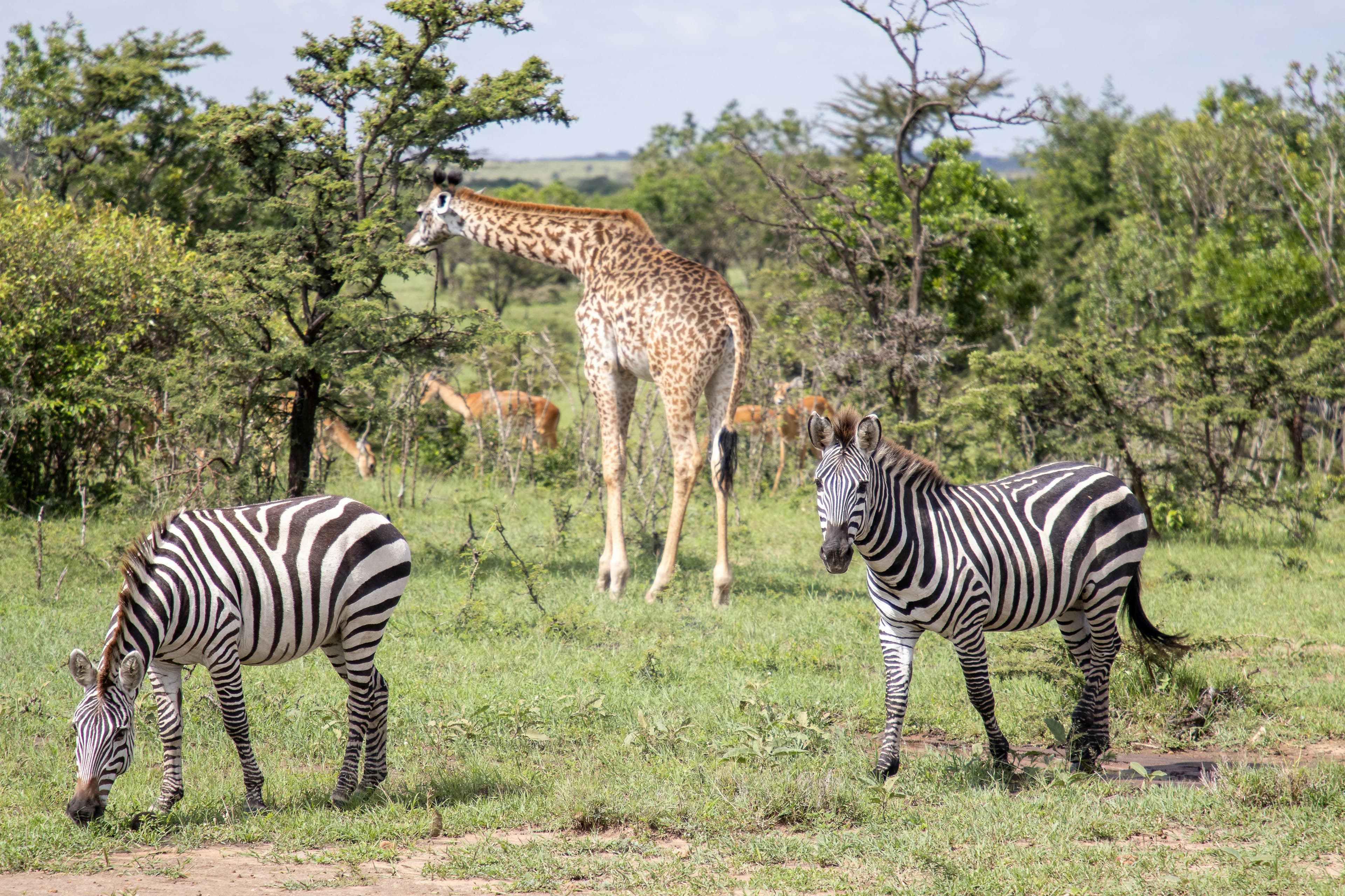 Wildlife in Kenya