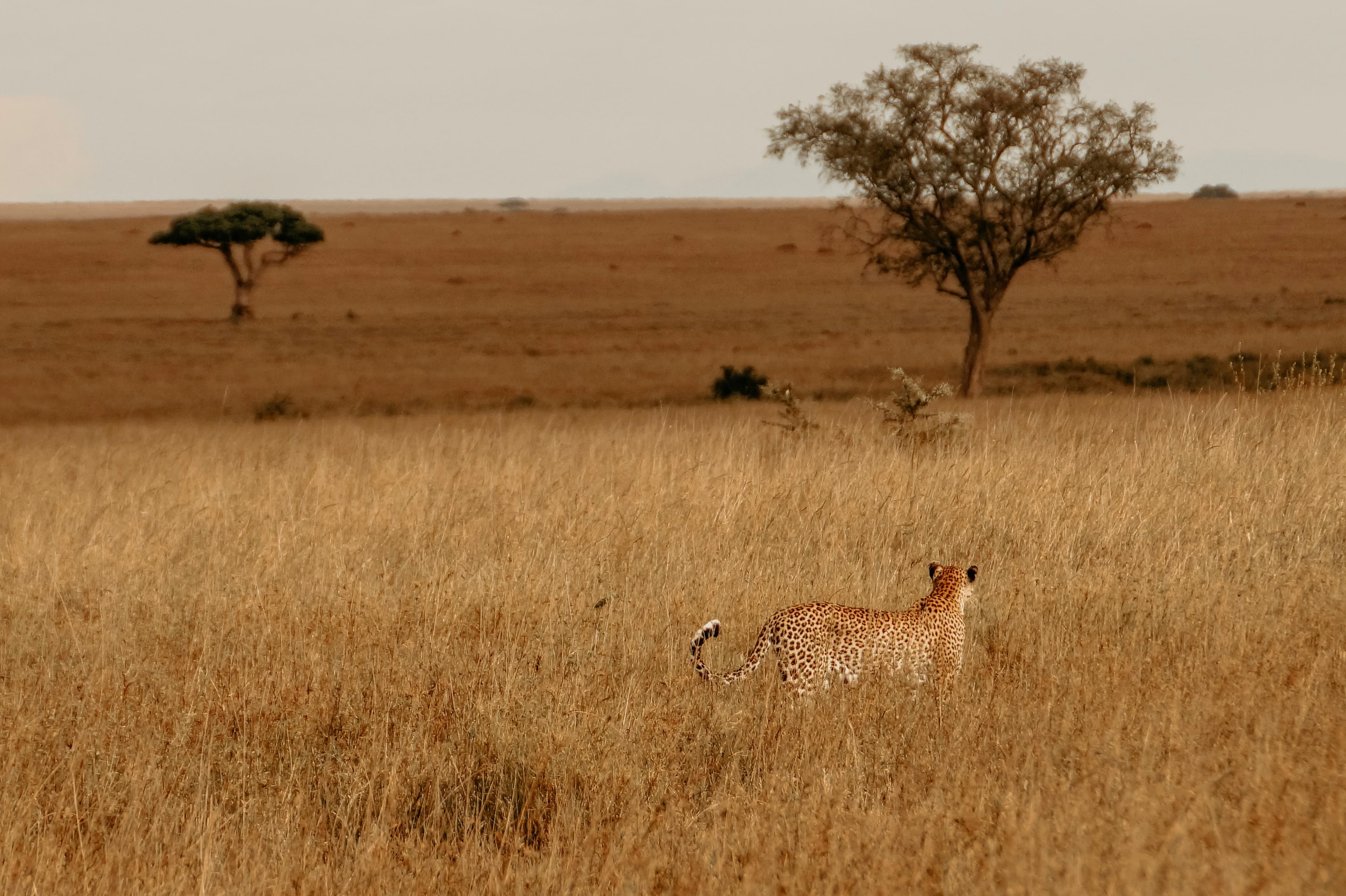 Cheetah in Kenya
