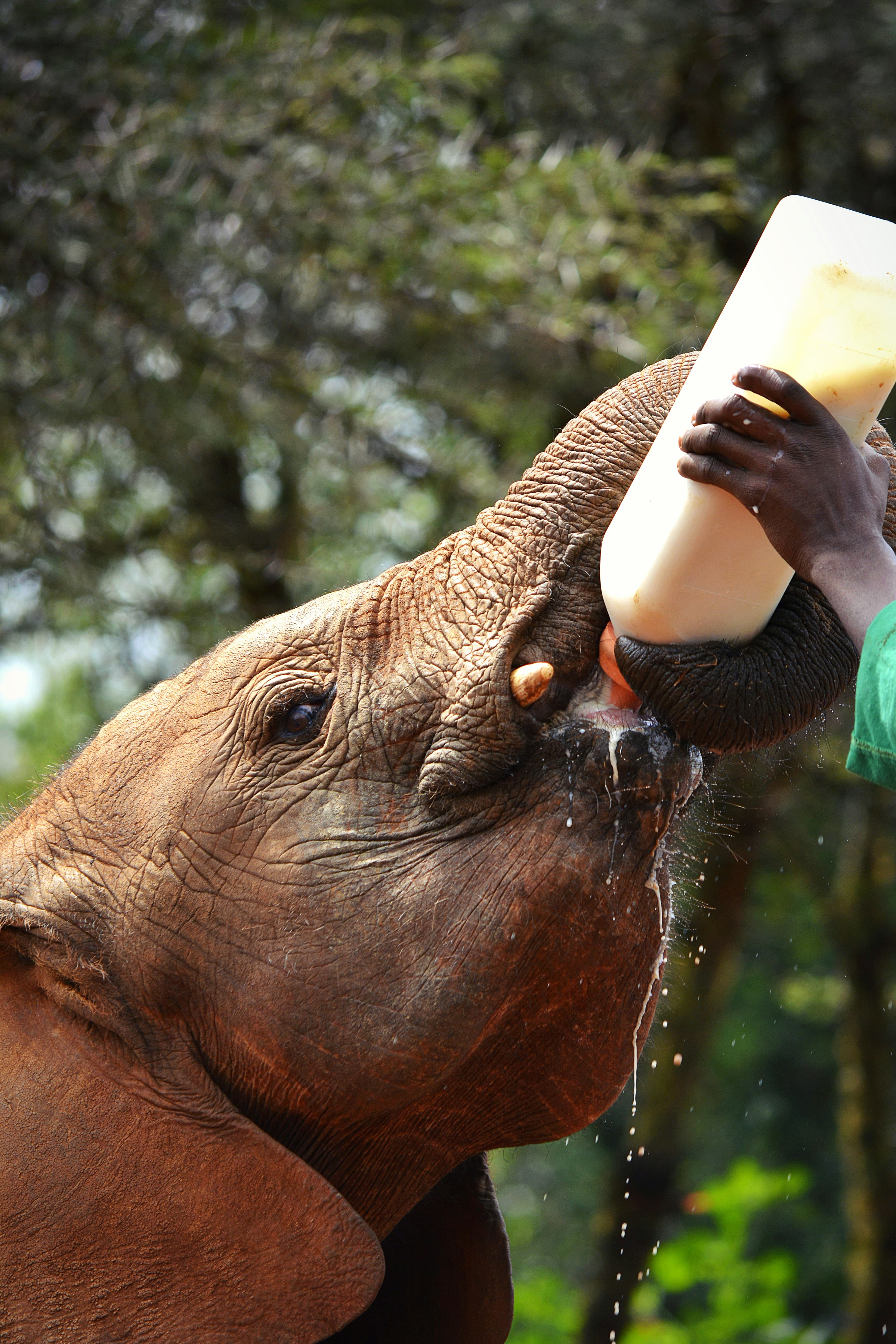Giraffe Centre & Elephant Orphanage