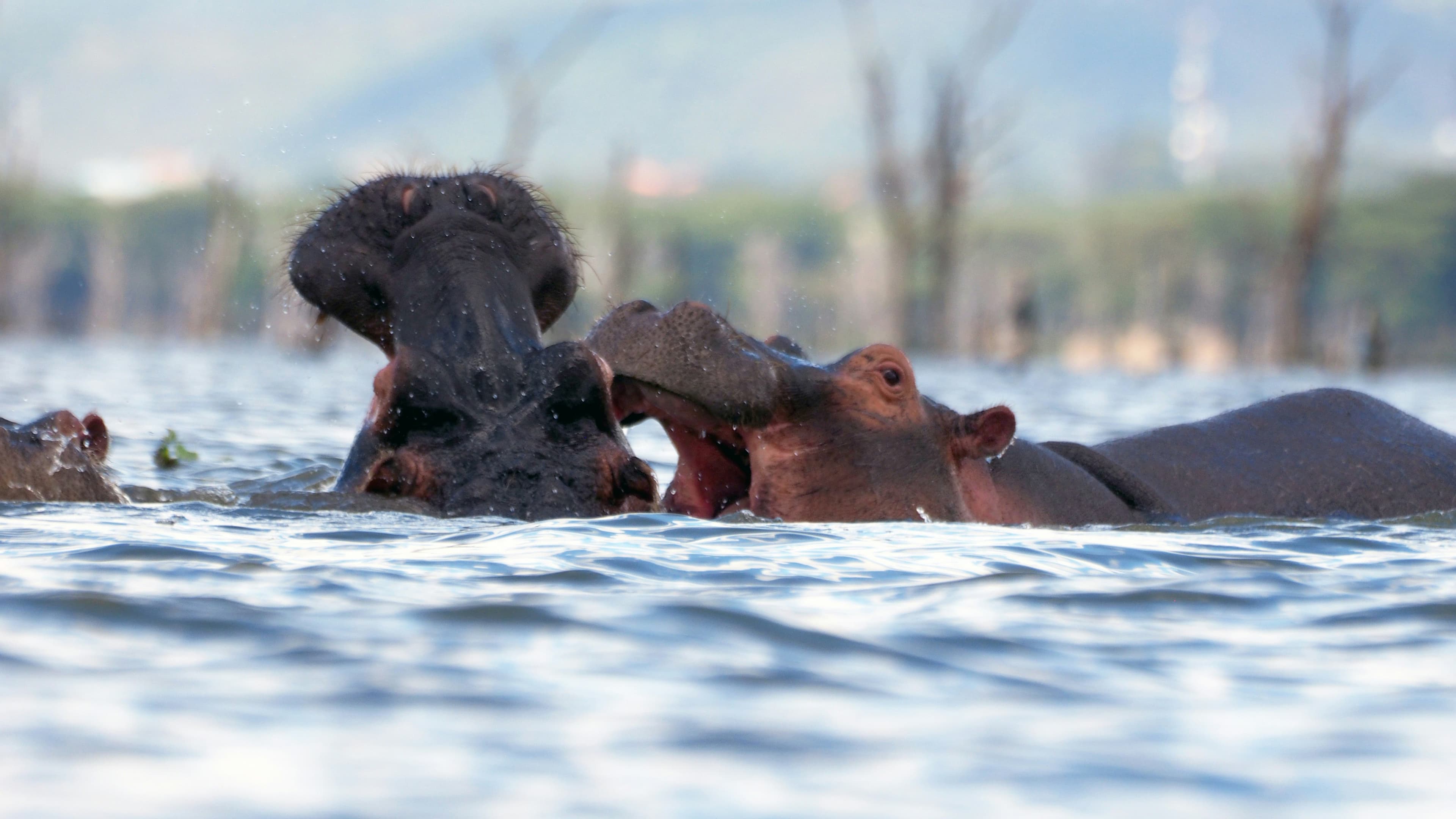 Lake Naivasha Day Trip