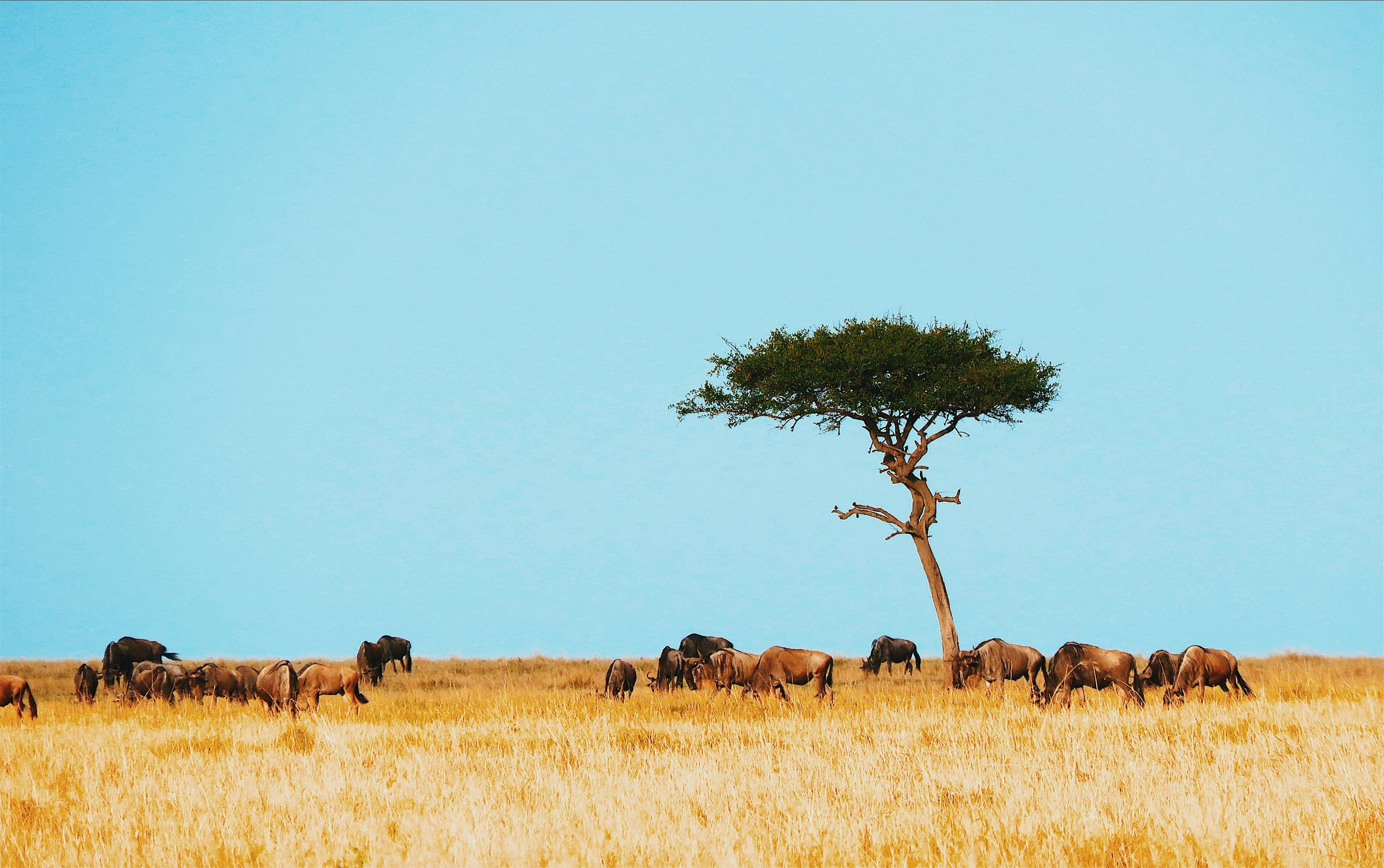 Kenya landscape