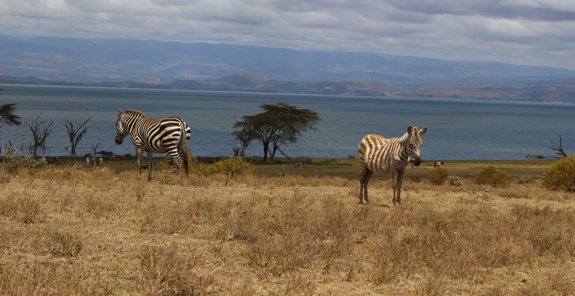 Zebras by Lake Naivasha
